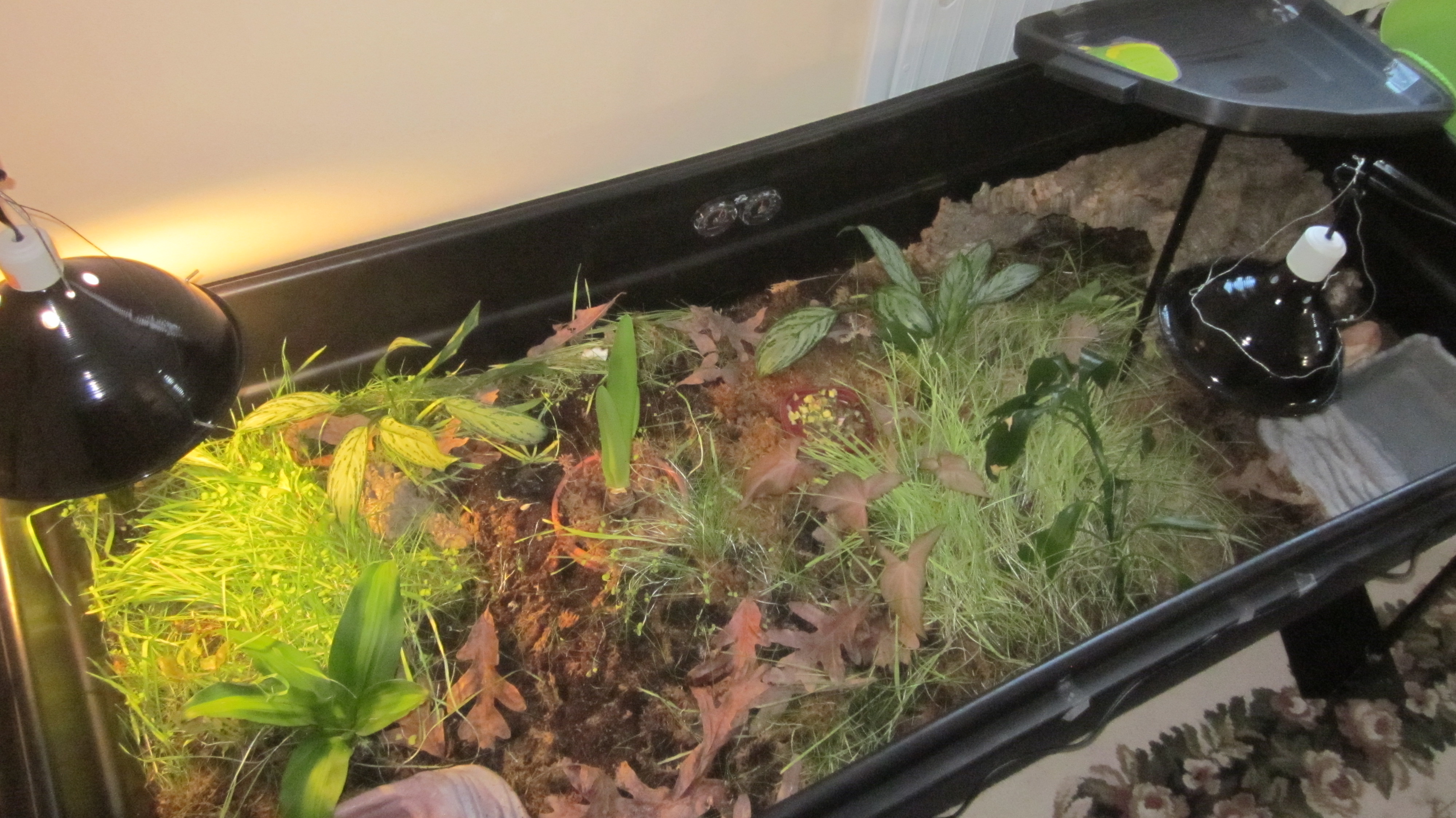 Karen s box turtle enclosure